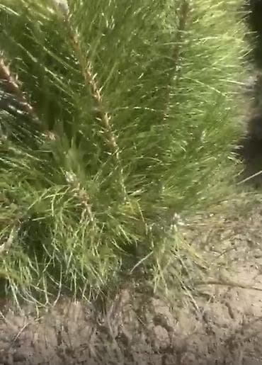 газонное покрытие: Сеянцы сосны (Крымская) из открытого грунта. - Возраст: молодые — 2