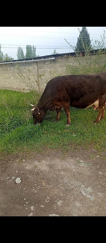 купить собаку кане корсо: Продаю | Корова (самка) | Для молока | Не стельные — 1