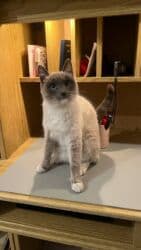 показы 1 354 72 договорная кошка даром британская короткошёрстная 1 год мальчик метис 2 позвонить написать: Сиам, 1 жаш, Ургаачы, Лотокко барууга үйрөтүлгөн — 1