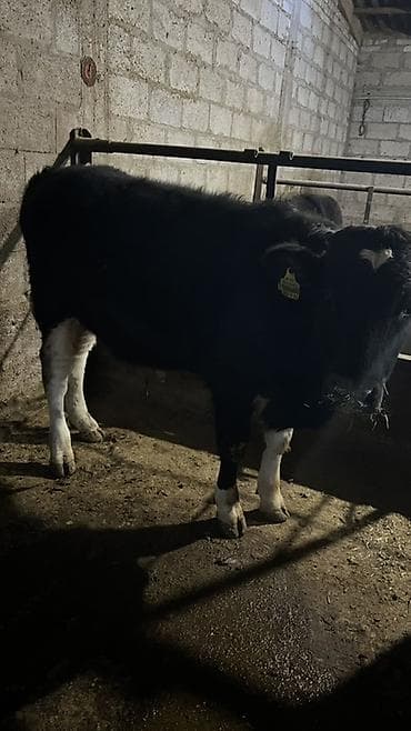 корм для поросят: Продаю | Бык (самец) | На откорм | Привязанные — 6