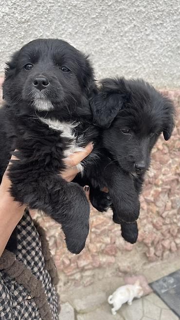 Услуги ветеринара: Щенки метисы, черные пушистые, с белыми отметинами на груди и лапках — 6