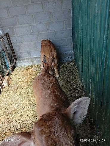 Лошади, кони: Продаю | Музоо, торпок | На откорм | Племенные — 3