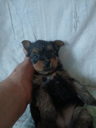 купить щенка французского бульдога: Йоркширский терьер, 1 месяц, Самка, С родословной — 7