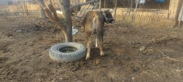 Айыл-чарба жаныбарлары: Сатам | Кунаажын | Бордоп семиртүү үчүн | Төл болгон жок — 3