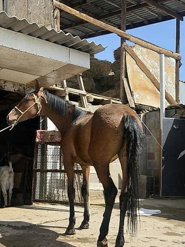 кой кыркан машнка: Продаю | Кобыла (самка) — 7