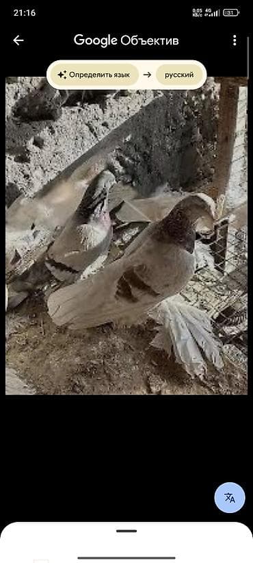 отдам голубей: Голубиная помед — 1