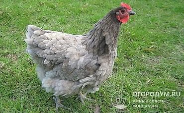 Животные: Продаю | Куры | Для разведения — 1