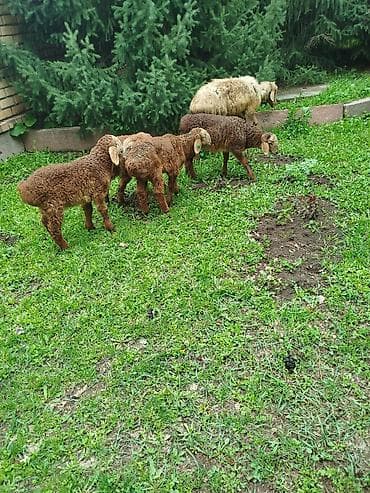 веревка аркан: Продаю | Овца (самка) | Для разведения | Племенные — 4