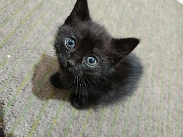 black cat: Срочно ищем семью, котята, 7 месяцев, кушают сами, приучены к лотку — 3