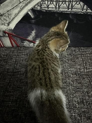 Кошки: 1.5 месяца, девочка котёнок домашний, короткошёрстный. Описание: - — 3