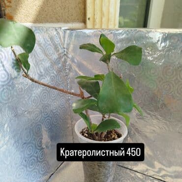 лейка садовая: Продаю фикусыкомнатные растения — 6