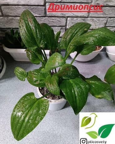 цветы оптом для бизнеса бишкек: Продаю комнатные цветы в ассортименте: Дримиопсис. Маранта Мостера — 8