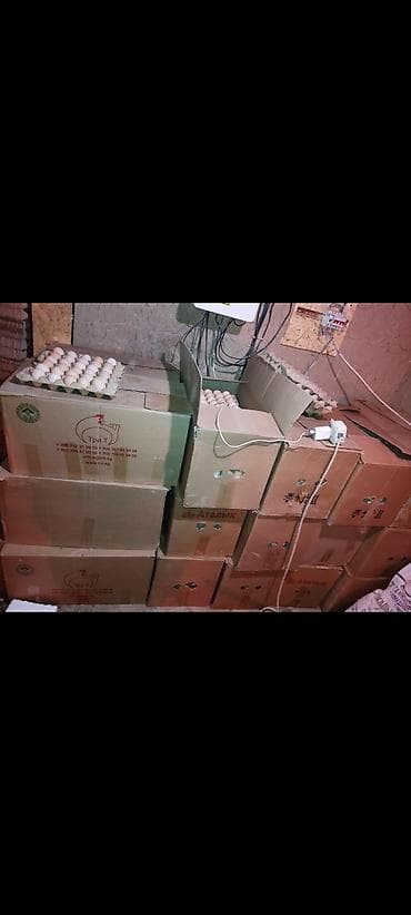 кассеты для яйиц: Оптом домашние яйца Бесплатная доставка по городу Яйцо куриное — 6