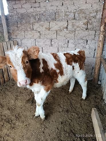 Үй жаныбарлары үчүн товарлар: Сатам | Кунаажын | Бордоп семиртүү үчүн — 1