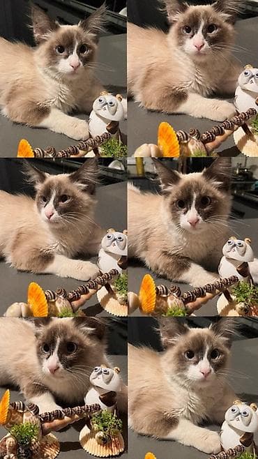 вязка кошек ош: Рэгдолл, 4 месяца, Мальчик — 1