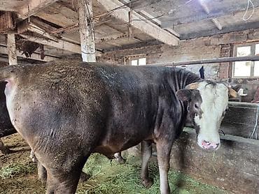 дойные коровы кара балта: Продаю | Бык (самец) | На откорм | Привязанные — 1
