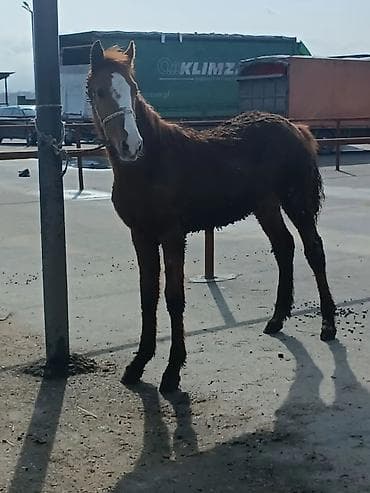 ат сатып алам: Продаю | Жеребенок | Рабочий — 4