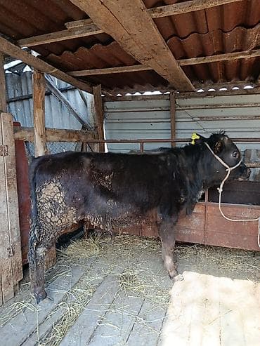 Продаю | Бык (самец) | На откорм at lalafo.kg Продаю | Бык (самец) | На откорм