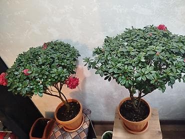 штамбовые: Азалия штамбовая в горшке - Компактное деревце с плотной кроной и — 2