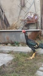 кой кыркыч: Продаются — 6