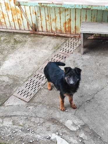 Иттер: Немис овчаркасы, 4 айлык, Ургаачы, Эмделген — 1