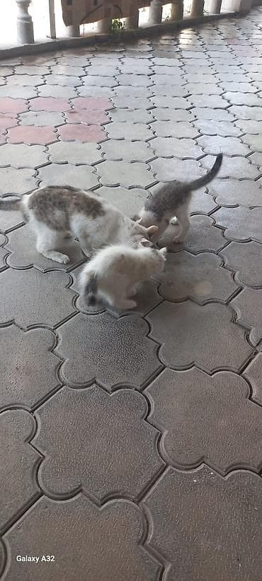 Мышыктар: 1 айлык, Ургаачы — 3