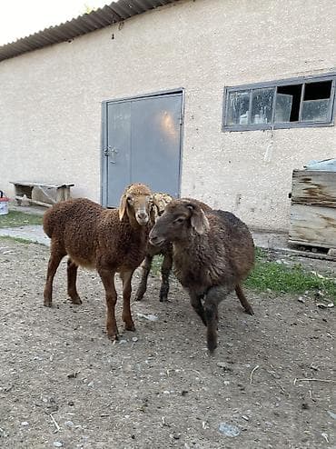 сколько стоит сиамские кошки: Продаю | Баран (самец) | Романовская | Для разведения | Осеменитель — 2