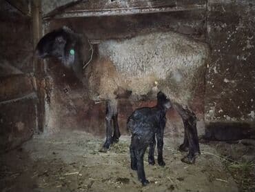 Ламинат: Продаю | Овца (самка) | Арашан — 6