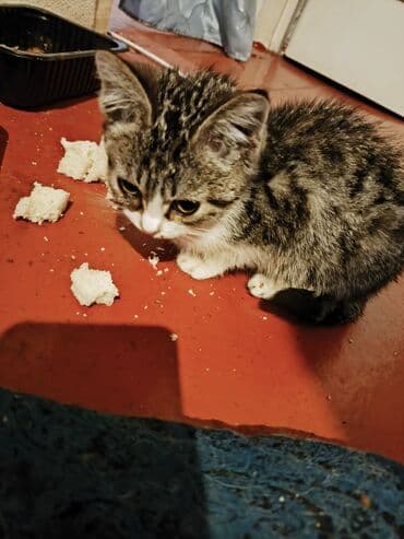 Продажа кошек: 5 месяцев, Девочка — 2