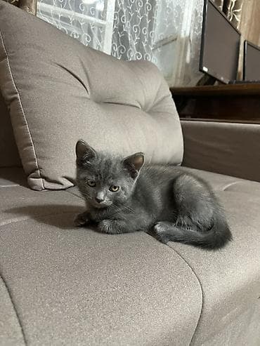 кошка арча бешик: Скотиш Фолд (Шотландская вислоухая), 2 месяца, Мальчик, Серый, Приучена к лотку, Проглистована — 2
