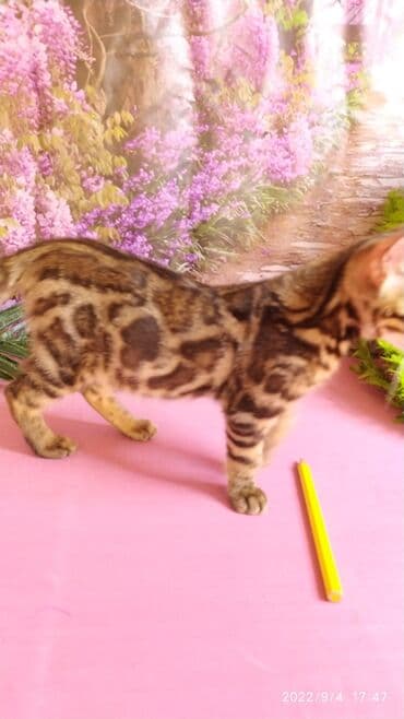 новорожденные котята: Красивейшие Бенгальские котята 3мес девочки и мальчики. Проф питомник — 18