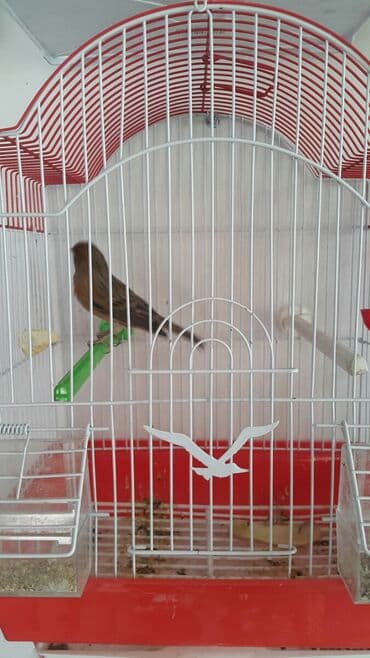 зеленый волнистый попугай: Канарейки очень неприхотливы, живут и поют по 15 лет, способны — 4