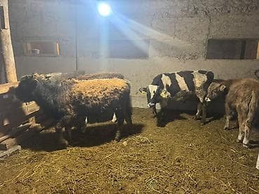 кремация животных бишкек: Продаю | Музоо, торпок | Полукровка | Для разведения — 3