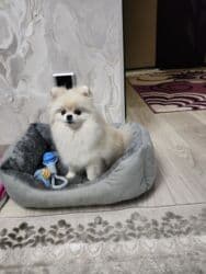 купить собаку шпица недорого: Шпиц, 1 год, Самец, С прививкой, С родословной — 13