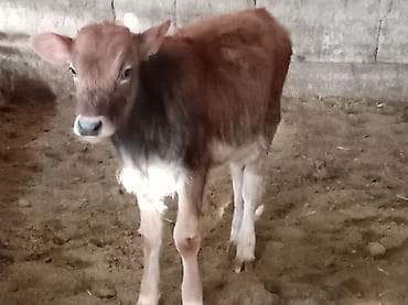 Аквариумы: Продаю | Музоо, торпок | Швицкая | Для разведения — 8