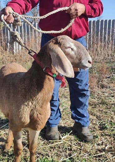 собака бульдок: Продаю | Ягненок, Баран (самец) | Гиссарская, Арашан | Для разведения — 2
