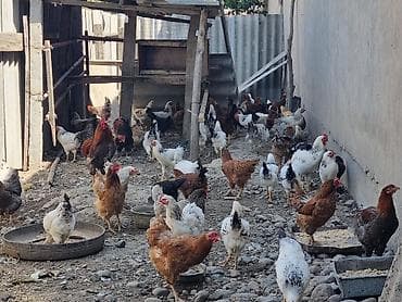усыпление животных бишкек: Продаю | Куры | Домашняя | Для разведения — 5
