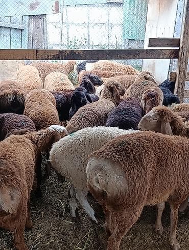 С/х животные и товары: Продаю | Овца (самка), Ягненок — 3
