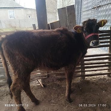 А/ч жаныбарларын сатам: Сатам | Бука (эркек) | Бордоп семиртүү үчүн — 4