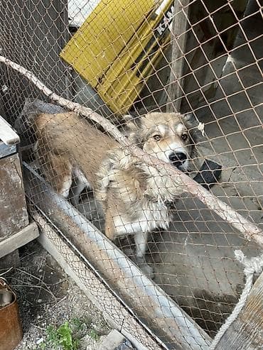 британская лиловая кошка: Собака средних/крупных размеров, дворового типа. Пол — не указан — 6