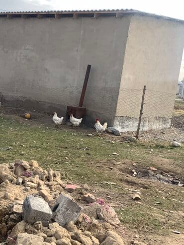 буудай сатып алам: Курица продается не яйцо ! - Натуральные яйца от дворовых кур с — 2