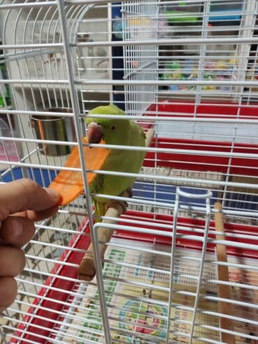 в связи с переездом отдам попугая жако в добрые руки: Годовалые попугаи. К неволе ожереловые попугаи приспосабливаются очень — 2
