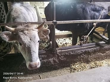 продам корову: Продаю | Тёлка | На откорм | Привязанные — 1