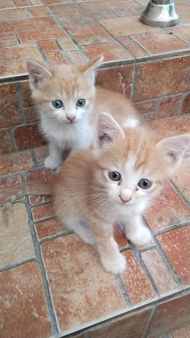 Котята, домашние. в хорошие руки Описание: - Окрас: два рыже-белых