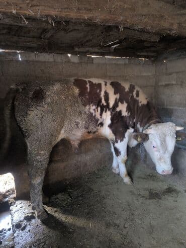 цена бультерьера: Продаю | Бык (самец) | Монбельярд | На откорм | Привязанные — 1