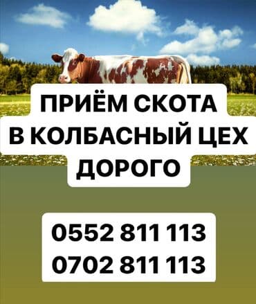 кормовая соль для животных: Сатып алам | Уйлар, букалар, Жылкылар, аттар, Башка а/ч жаныбарлары | Бардык шартта, Союуга, этке, Акысыз жеткирүү — 1