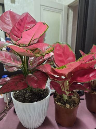 для капельного полива: Драцена (вариэгатная, полосатые листья) в декоративном белом горшке — 5