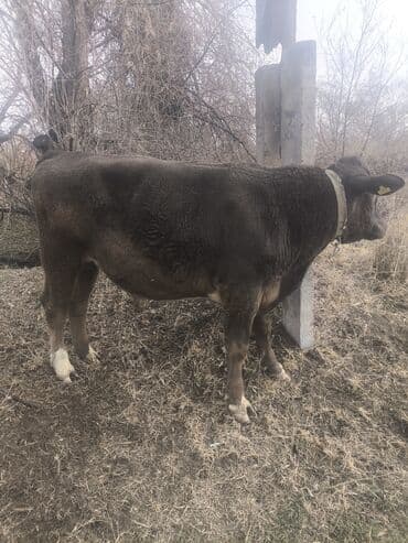 московская сторожевая собака: Продаю | Бык (самец) | На откорм | Племенные, Осеменитель — 4