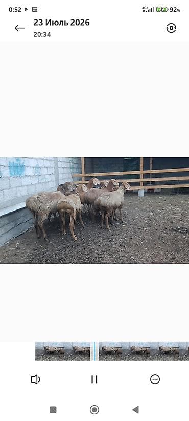 где можно взять кошку: Продаю | Овца (самка) | Для разведения — 4