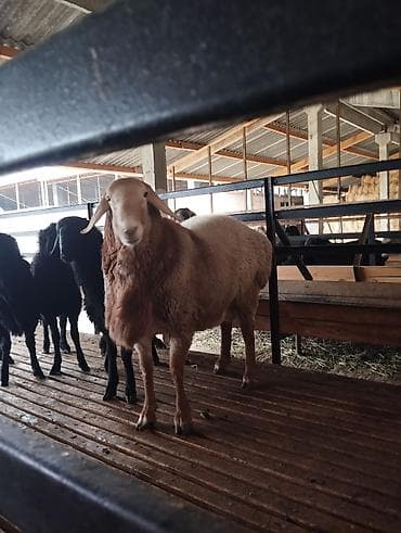 бараны токмак: Продаю | Овца (самка) | Для разведения | Матка — 1